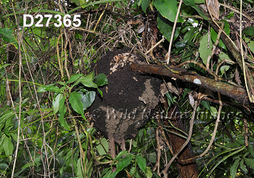 Nasutitermes corniger nest